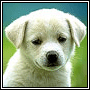 Awwsokutepuppi