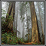 Twotowersliketrees